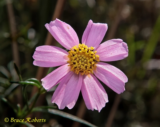 {Coreopsis rosea}